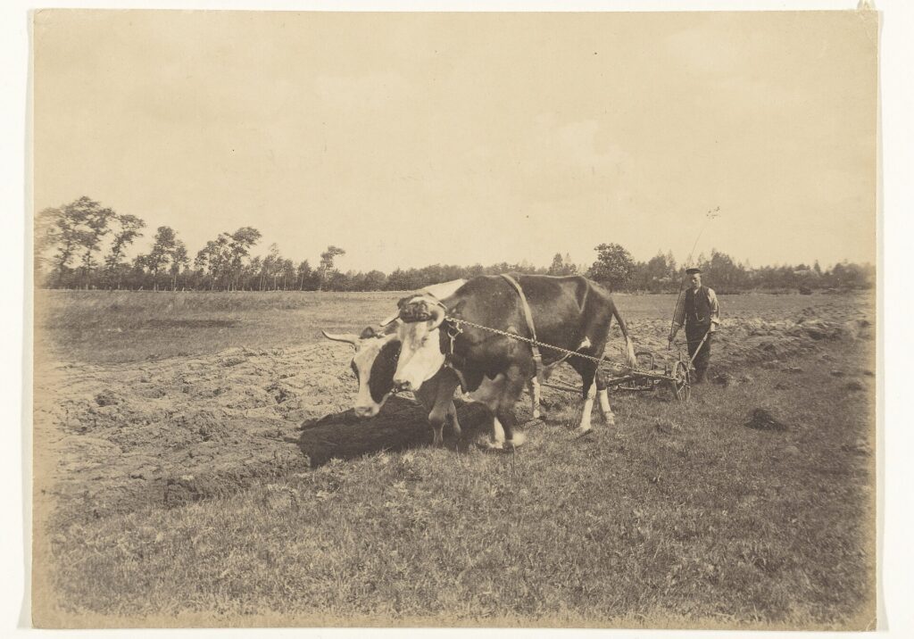 As Poor, Yet Making Many Rich 1 A vintage photograph of two oxen yoked together, pulling a plow