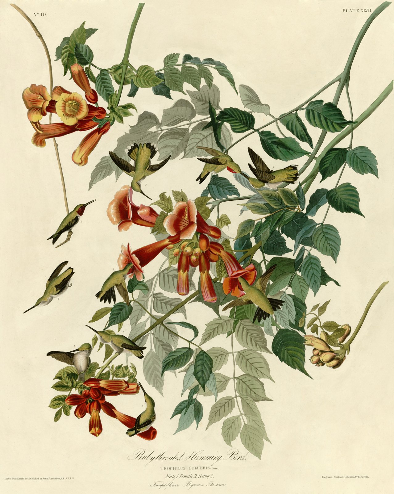 Several ruby-throated hummingbirds hover and perch among orange trumpet-creeper blossoms, some with bills deep inside the flowers