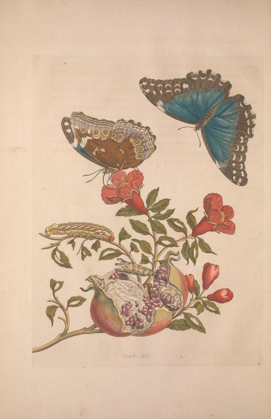 A hand-colored plate of a pomegranate branch with a caterpillar, a chrysalis, and two blue morpho butterflies, one showing its brilliant blue upper wings and one its brown eyespotted underside