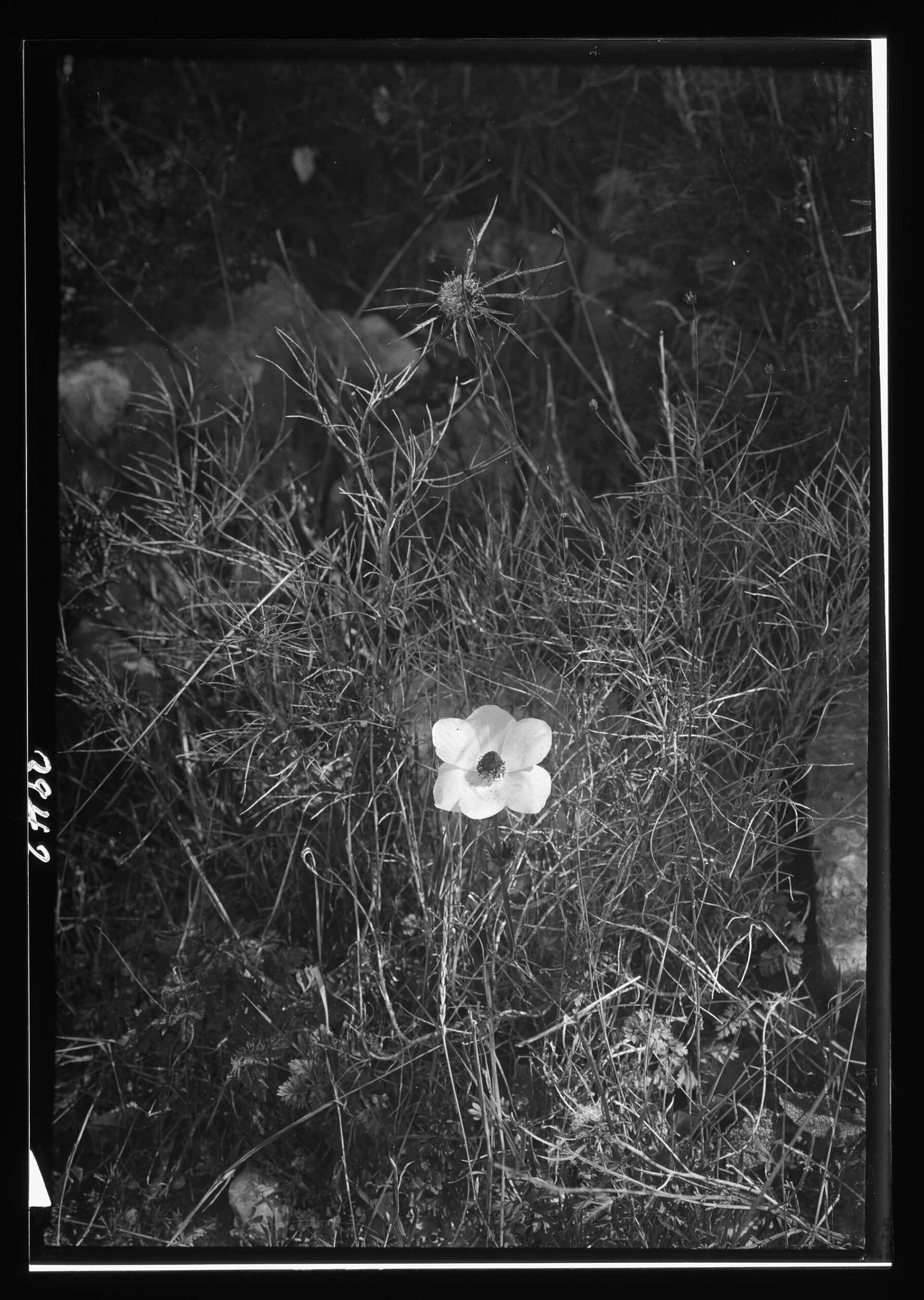 The Highway Of Holiness 1 A Matson Collection photograph of wild flowers of Palestine -- "the desert shall rejoice, and blossom as the rose" (Isaiah 35:1)