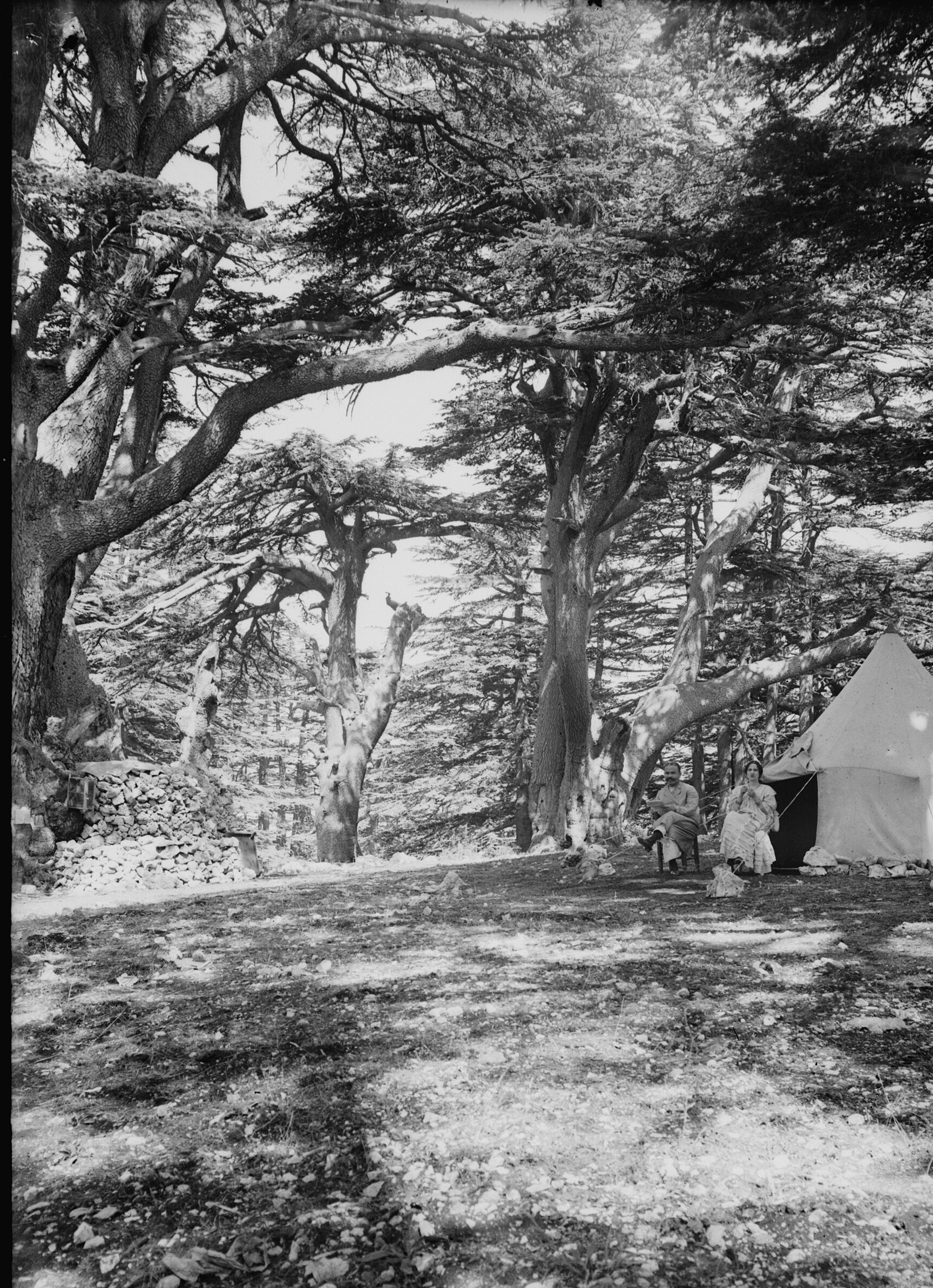 The Kings Who Would Not Hear 1 Old black-and-white photograph of ancient cedar trees in the mountains of Lebanon, their great twisted trunks and spreading branches sheltering a white tent