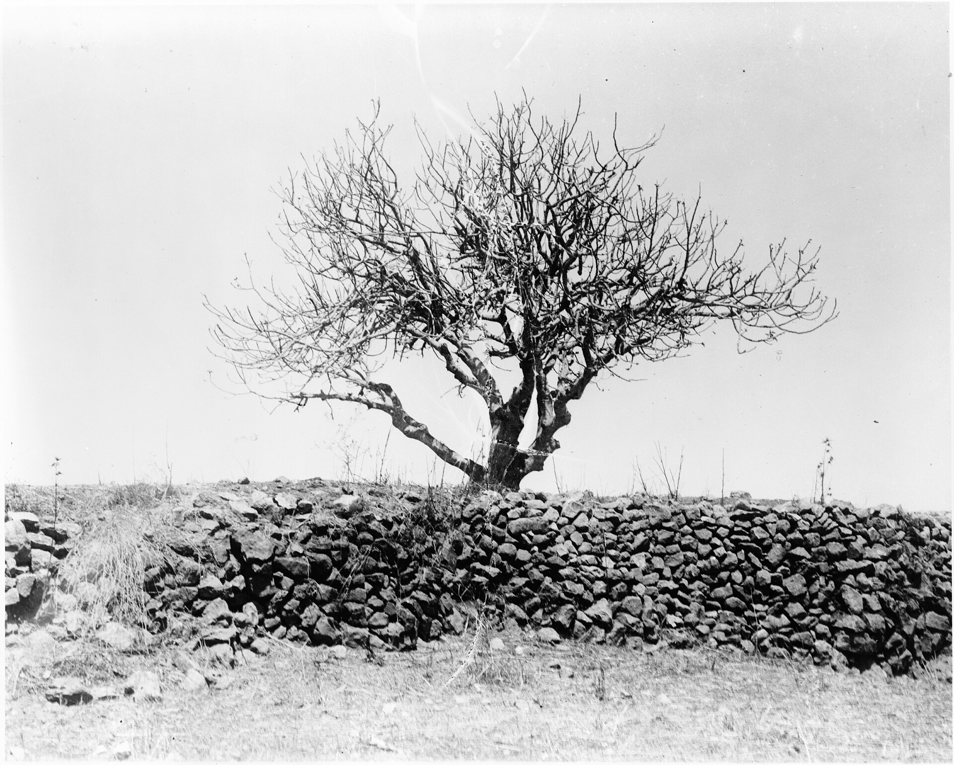 Two Baskets Of Figs, And Seventy Years 1 Old black-and-white photograph of a fig tree stripped bare of every leaf, standing behind a low wall of piled field stones